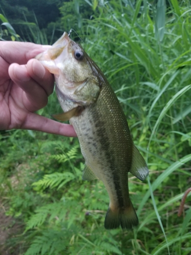 ラージマウスバスの釣果