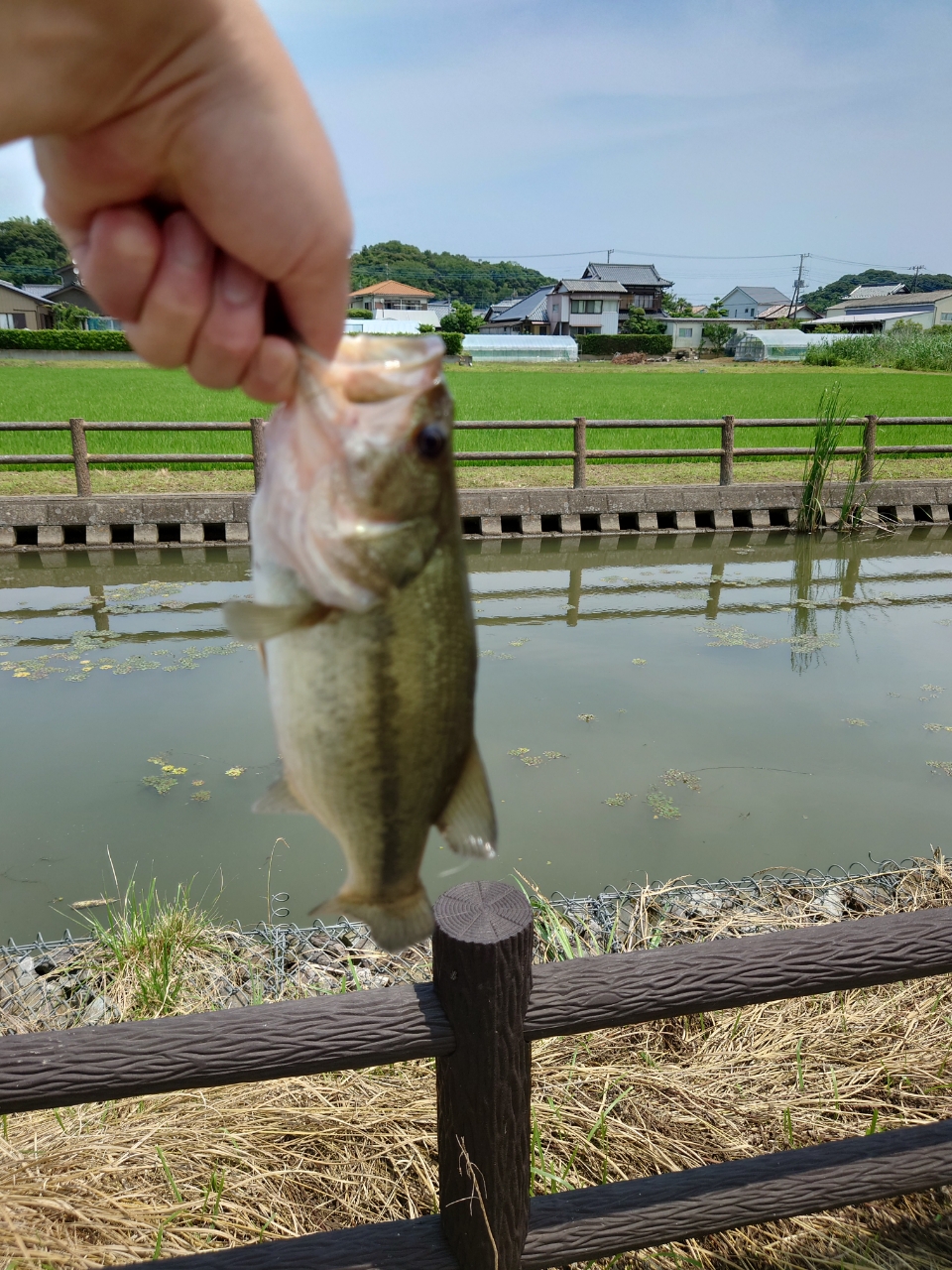 ブラックバス