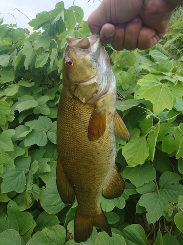 スモールマウスバスの釣果