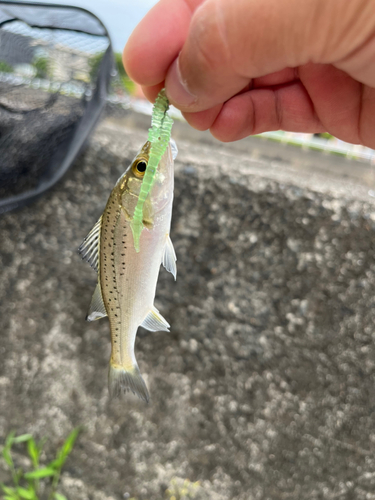 セイゴ（タイリクスズキ）の釣果