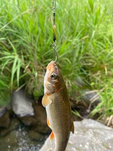 ウグイの釣果