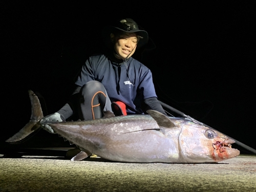 イソマグロの釣果