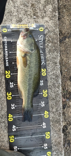 ブラックバスの釣果