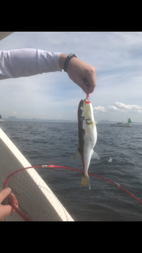 タイの釣果