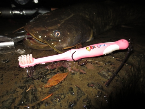 マナマズの釣果