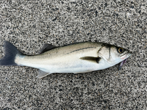 ハクラ（マルスズキ）の釣果