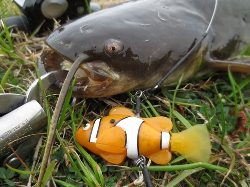 マナマズの釣果