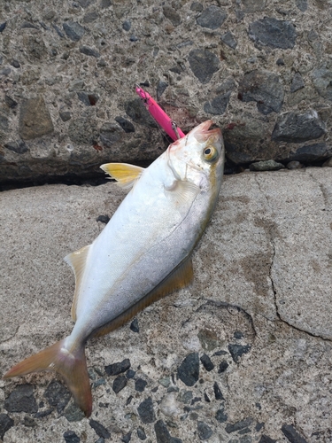 ショゴの釣果