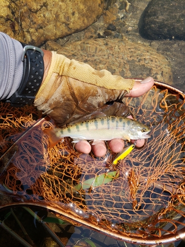 ヤマメの釣果