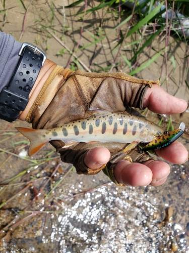 ヤマメの釣果