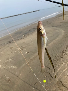 キスの釣果