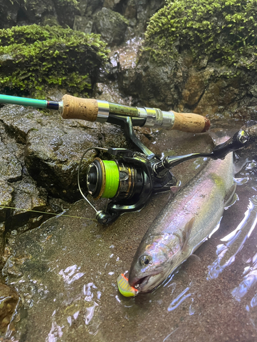 イワナの釣果