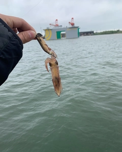 マメイカの釣果