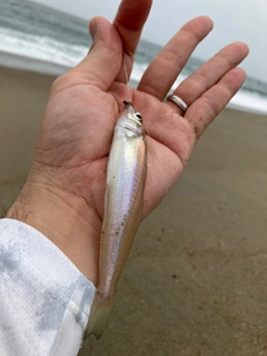 キスの釣果