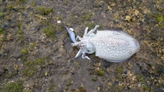 コウイカの釣果