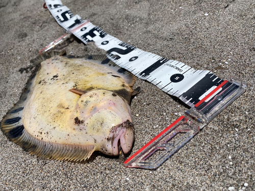 マツカワの釣果