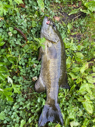 スモールマウスバスの釣果