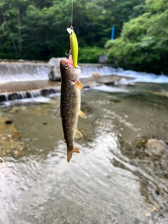 イワナの釣果