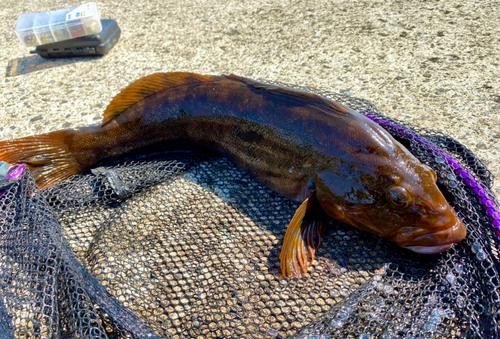 アイナメの釣果