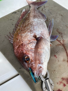 タイの釣果