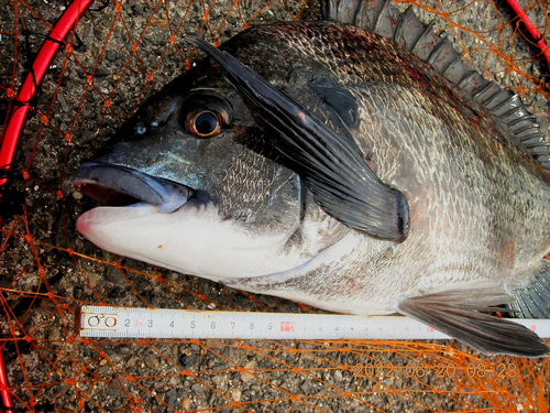 クロダイの釣果