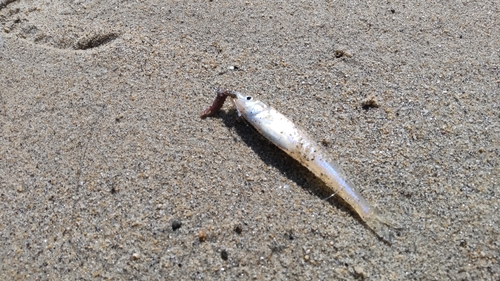 シロギスの釣果