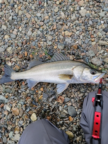 スズキの釣果