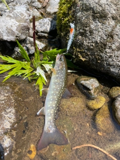 ヤマメの釣果