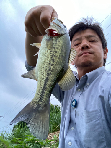 ラージマウスバスの釣果