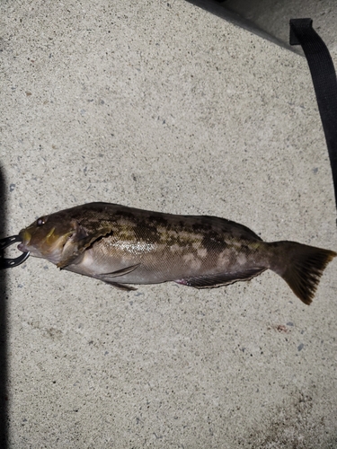 アイナメの釣果