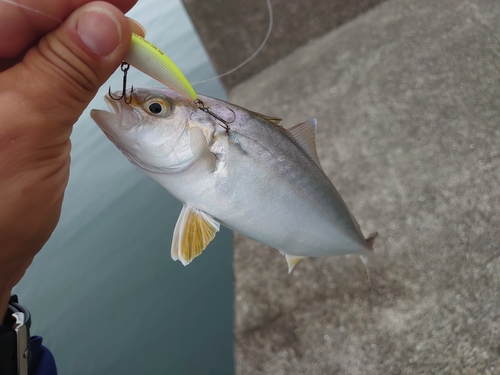 シオの釣果