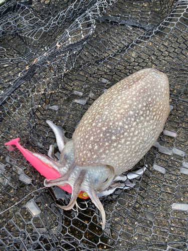 シリヤケイカの釣果