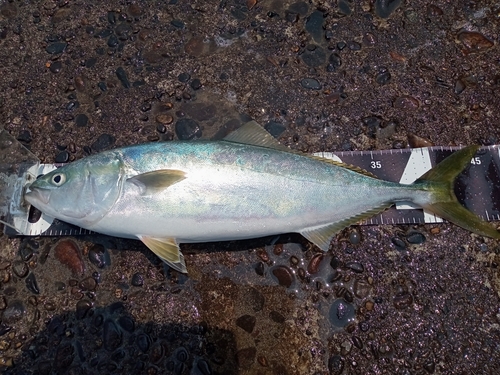 イナダの釣果