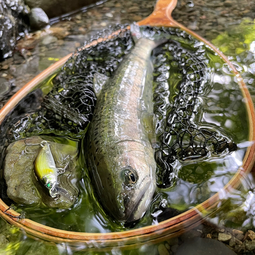 ヤマメの釣果