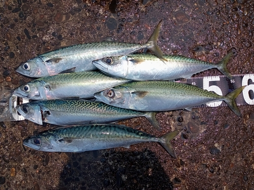 サバの釣果