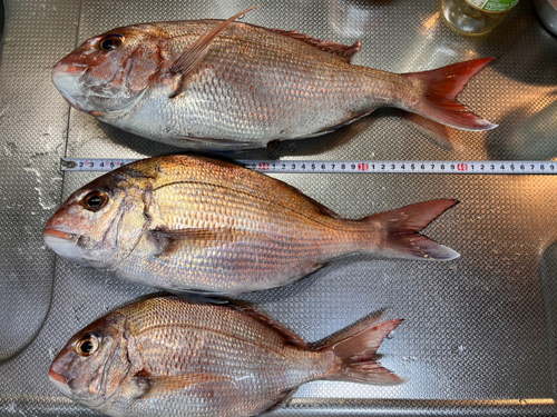 マダイの釣果