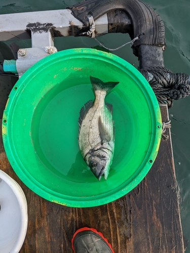 クロダイの釣果