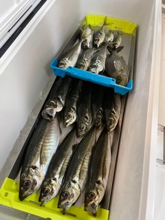 マルアジの釣果