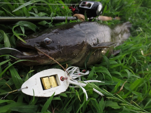 マナマズの釣果