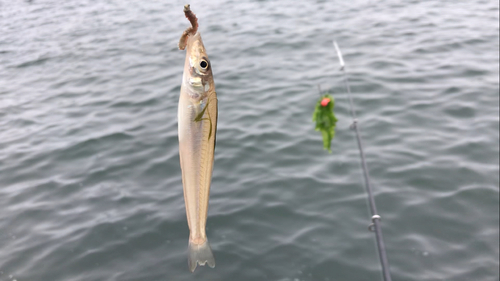 シロギスの釣果