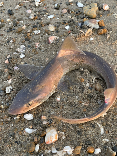 サメの釣果