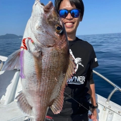 マダイの釣果