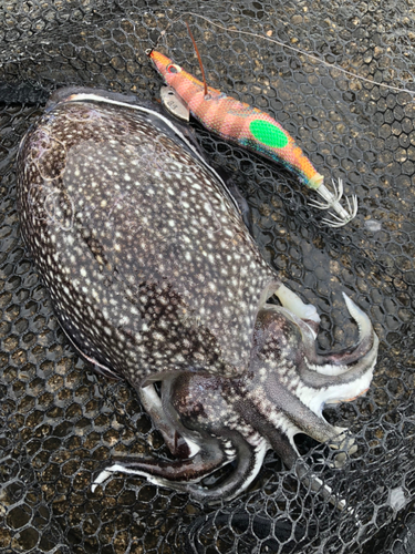 シリヤケイカの釣果