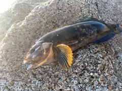 アブラコの釣果