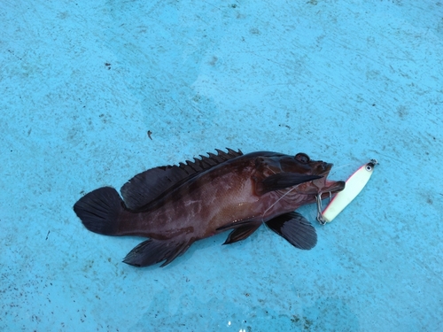 ヤミハタの釣果