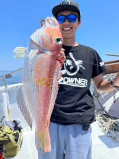 アマダイの釣果