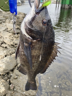 クロダイの釣果