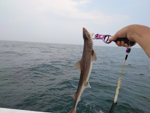 ホウボウの釣果