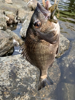 チヌの釣果