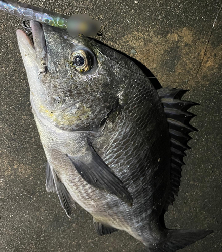 クロダイの釣果